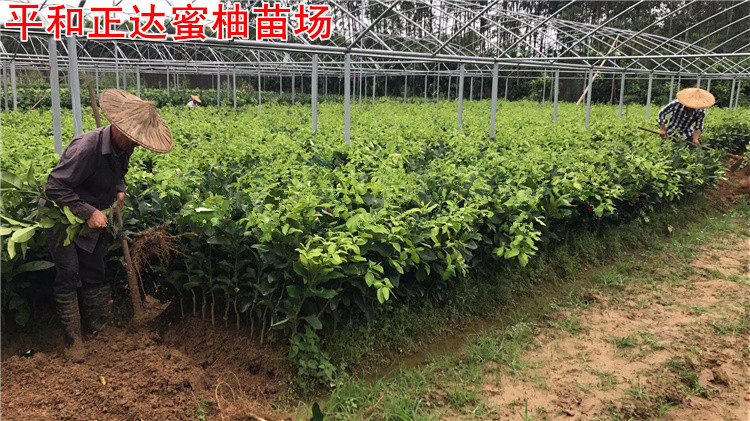 福建三紅蜜柚果苗適應(yīng)性強(qiáng)，紅心蜜柚果樹(shù)種植成活率高