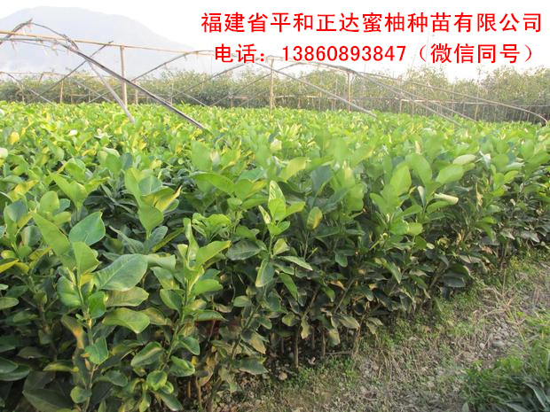 在網(wǎng)上買三紅蜜柚苗就找福建正達(dá)蜜柚苗場(chǎng)， 分享三紅蜜柚苗種植技術(shù)