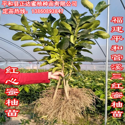 根系發(fā)達(dá)的三紅蜜柚苗，福建三紅蜜柚苗，好品種價格低＋選三紅蜜柚苗