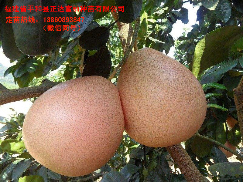 三紅柚子苗批發(fā)找福建正達(dá)三紅蜜柚苗場丨福建紅心蜜柚苗上哪買