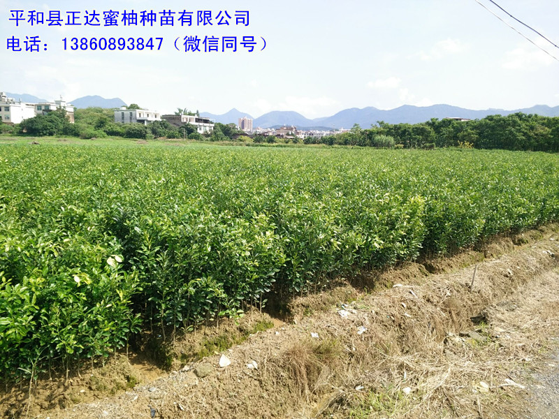 湖南柚子苗出售多少錢一株，湖南三紅柚子苗去哪里購買正宗啊