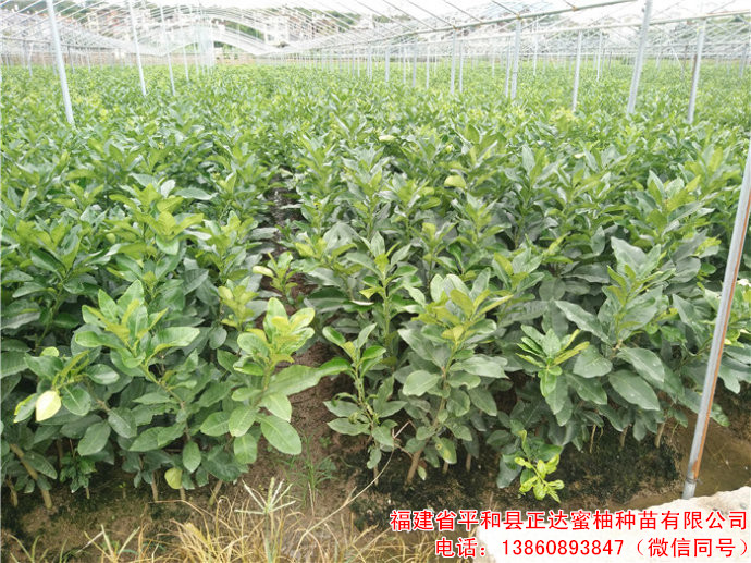 湖南柚子苗出售多少錢一株，湖南三紅柚子苗去哪里購(gòu)買正宗啊