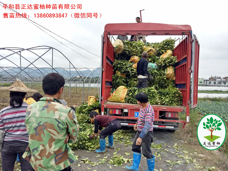 福建正達(dá)三紅蜜柚苗裝車，福建三紅蜜柚苗價格會不會很貴