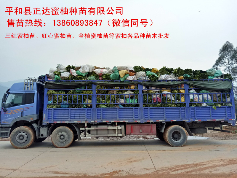 湖南哪里購(gòu)買(mǎi)大三紅蜜柚苗丨湖南紅皮紅肉蜜柚苗的價(jià)格丨紅肉柚子苗多少錢(qián)