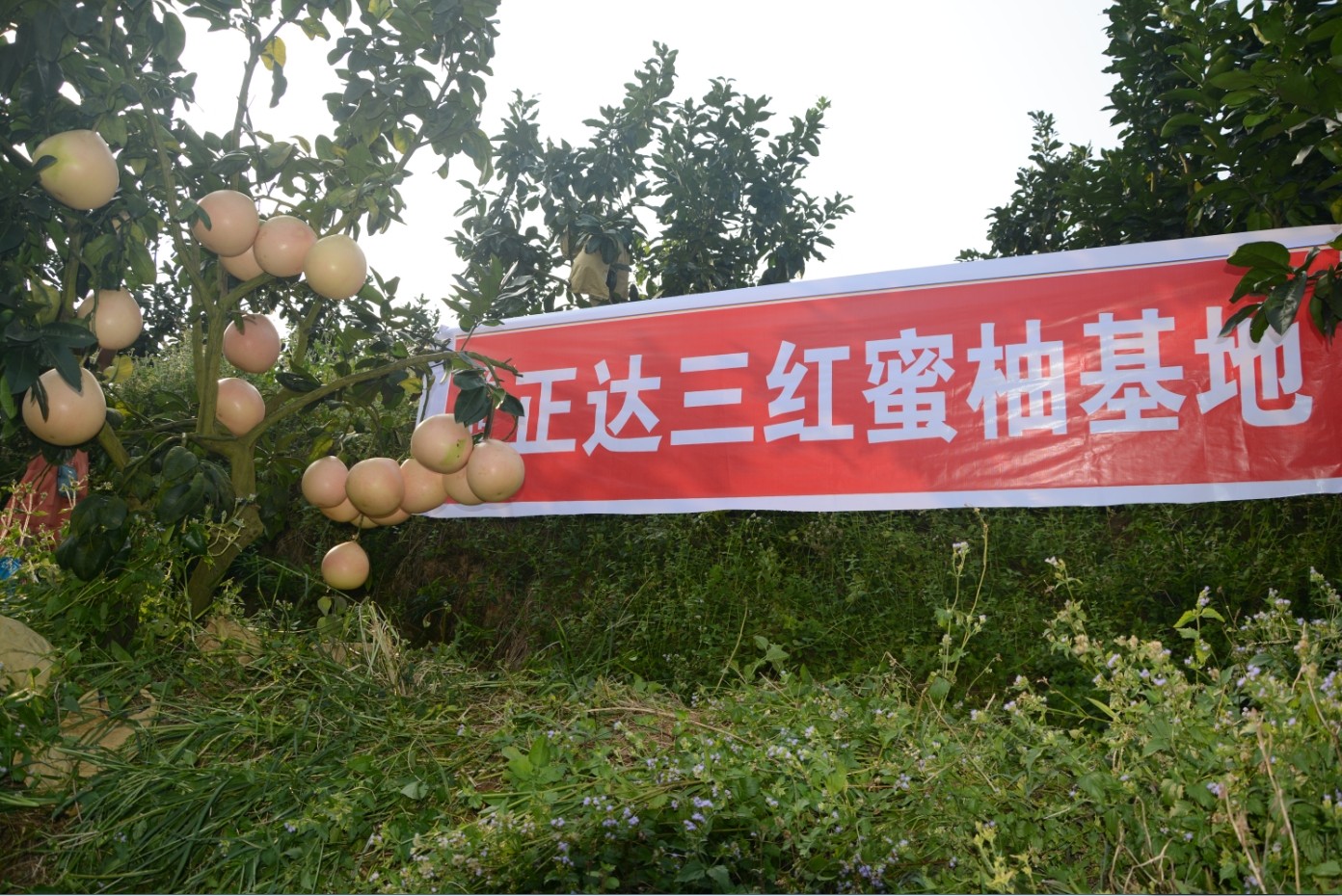 湖南哪里購(gòu)買大三紅蜜柚苗丨湖南紅皮紅肉蜜柚苗的價(jià)格丨紅肉柚子苗多少錢