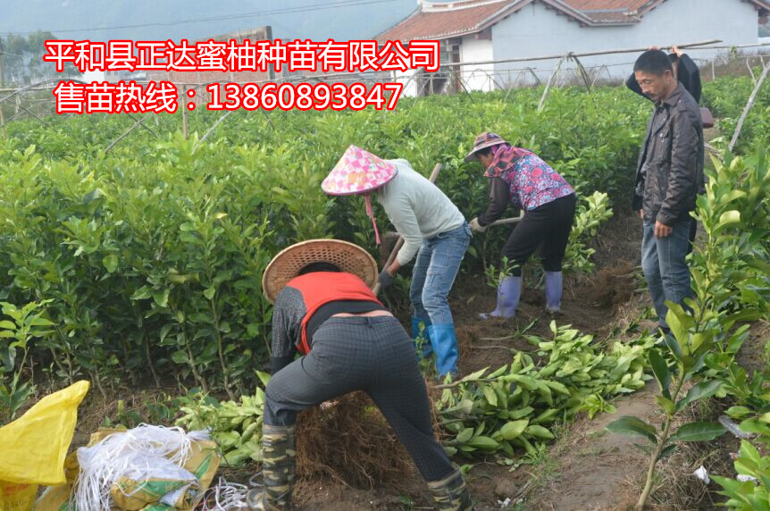 廣西紅肉蜜柚苗多少錢(qián)一株丨一畝紅心蜜柚苗培育成本多少