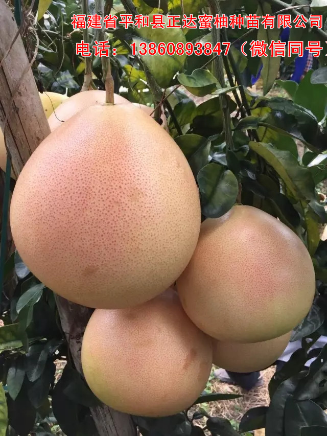 浙江適合種植三紅蜜柚果苗丨浙江三紅柚子苗就找平和正達蜜柚苗場購買