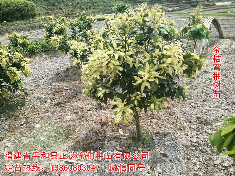 貴州抗寒能力強蜜柚樹苗，金黃蜜柚苗|柚子苗