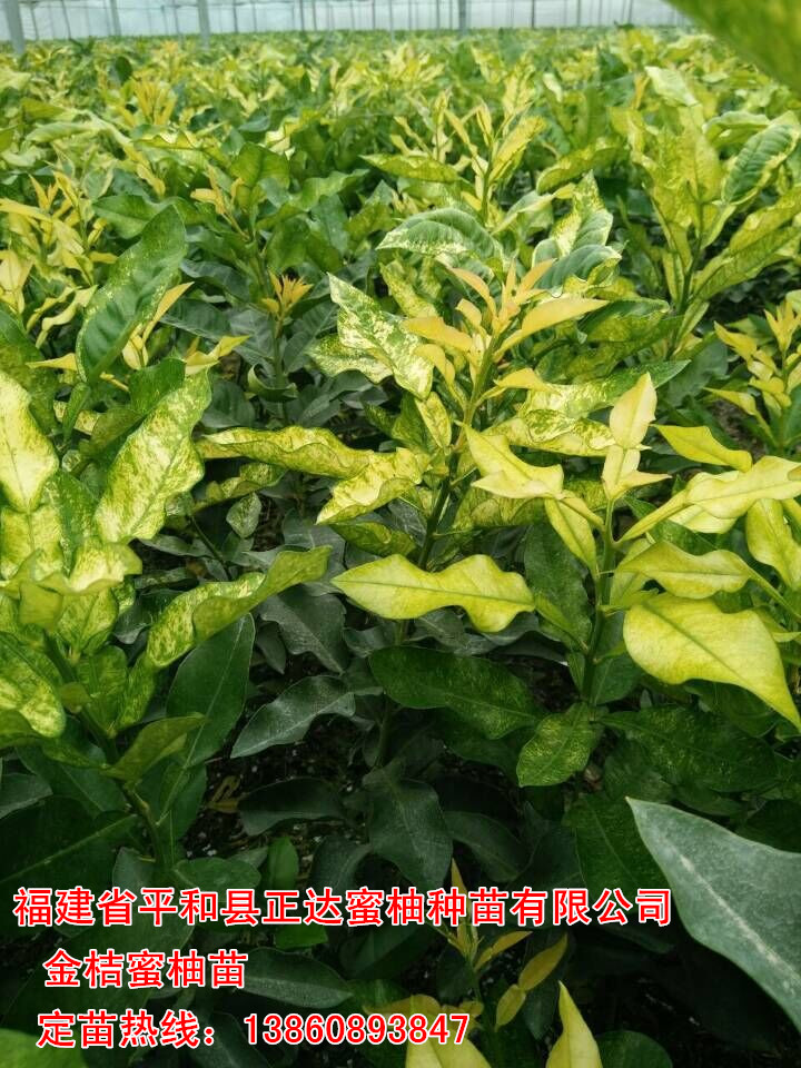 貴州抗寒能力強(qiáng)蜜柚樹(shù)苗，金黃蜜柚苗|柚子苗