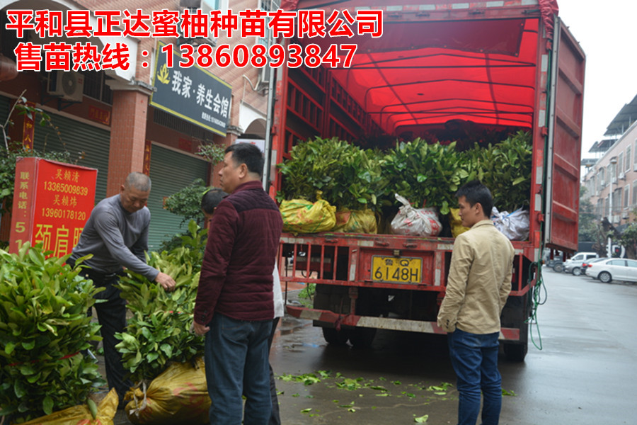 平和黃心柚子苗基地直銷，平和黃肉蜜柚苗批發(fā)銷售
