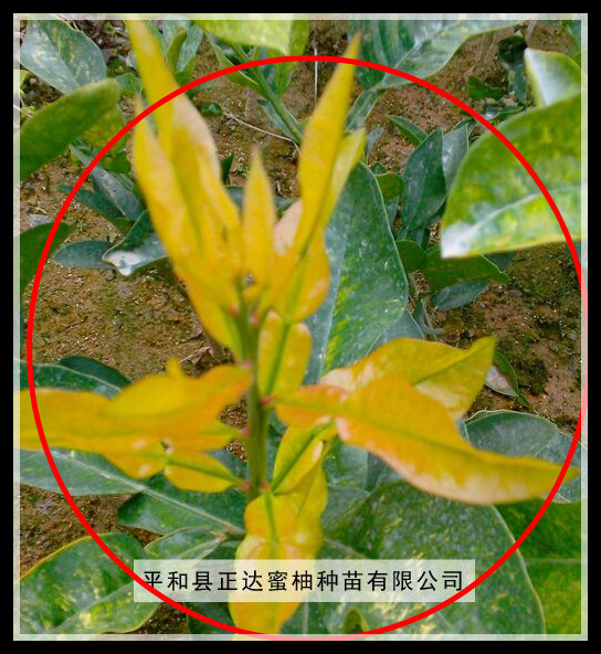 哪里有出售嫁接金桔蜜柚苗，金黃蜜柚苗價格是多少