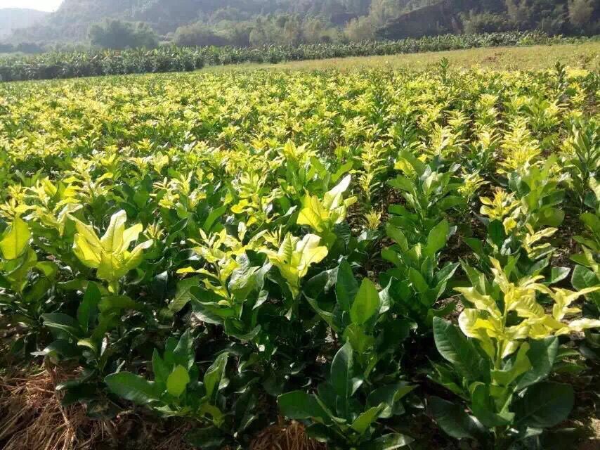 金桔蜜柚苗出售，黃金蜜柚苗出售供應
