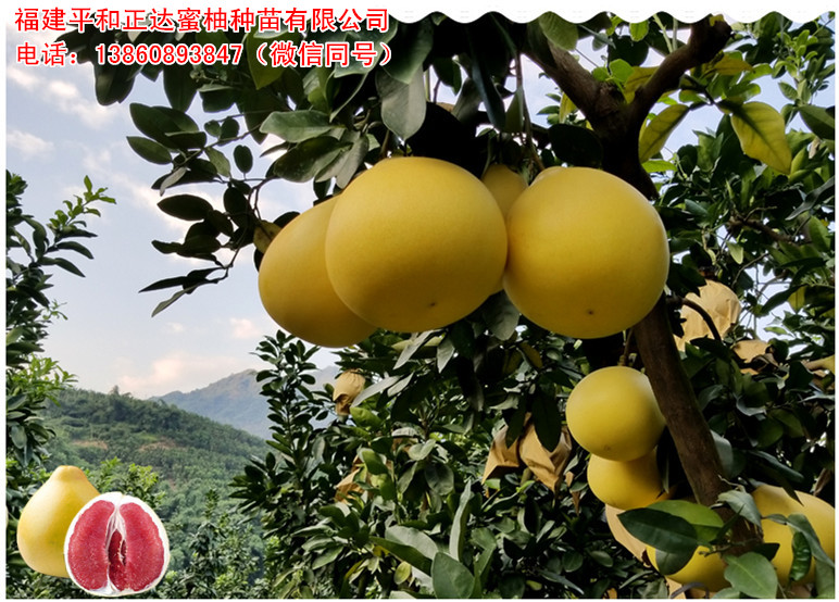 福建紅心蜜柚苗基地，福建哪里買紅肉蜜柚苗