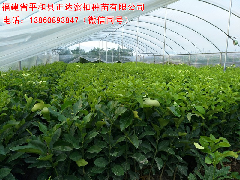 客戶優(yōu)選紅心蜜柚苗木丨湖南紅肉蜜柚苗的抗逆性強(qiáng)