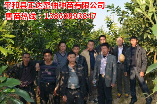 四川客戶正達(dá)紅心蜜柚苗場考察預(yù)定紅心柚子苗丨四川紅肉蜜柚苗