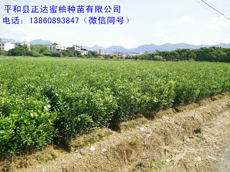 福建紅心蜜柚苗裝車中丨優(yōu)質(zhì)紅肉蜜柚苗，找平和縣正達(dá)蜜柚種苗有限公司