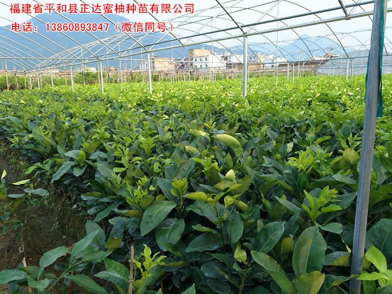 紅心柚苗去哪里買才正宗丨優(yōu)質(zhì)紅肉蜜柚苗，找平和縣正達(dá)蜜柚苗場
