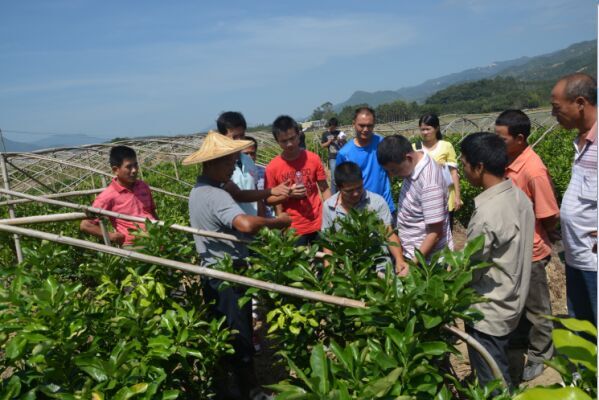湖南紅肉蜜柚苗多少錢，紅心蜜柚苗要哪里買