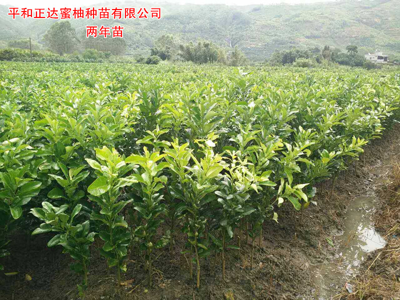 【桂林蜜柚苗價格】3紅蜜柚苗丨兩年生三紅柚子苗多少錢一株
