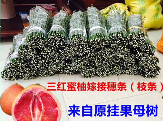 平和三紅蜜柚苗，三紅蜜柚枝條，三紅蜜柚芽條