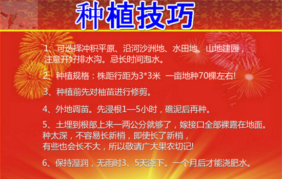 福建大三紅蜜柚苗木基地丨紅心蜜柚苗價格行情丨最新三紅蜜柚市場行情如何
