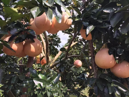 三紅蜜柚掛果母樹丨又大又紅的三紅蜜柚丨大型三紅蜜柚苗木基地