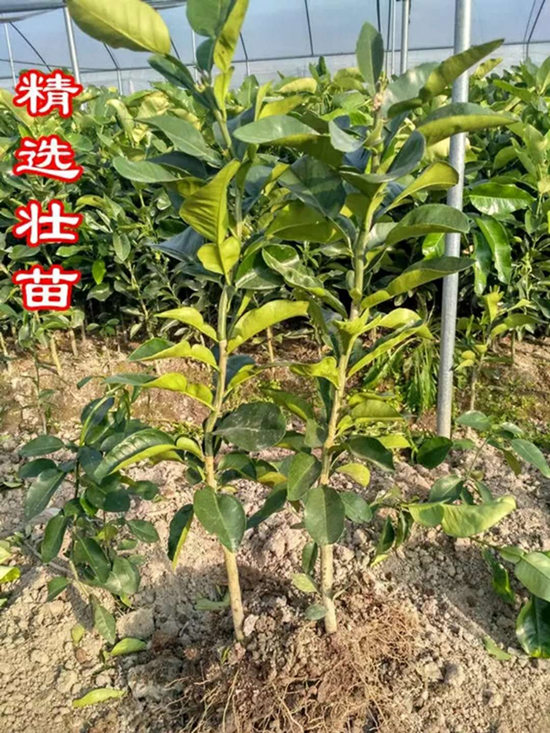 福建產(chǎn)地三紅蜜柚苗就是好丨哪里有出售正宗三紅蜜柚果樹苗丨紅心蜜柚苗出售