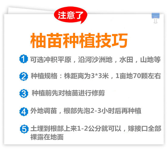 湖南三紅蜜柚苗最新報價丨三紅柚子苗在湖南當?shù)氐膬r格丨湖南紅心蜜柚苗