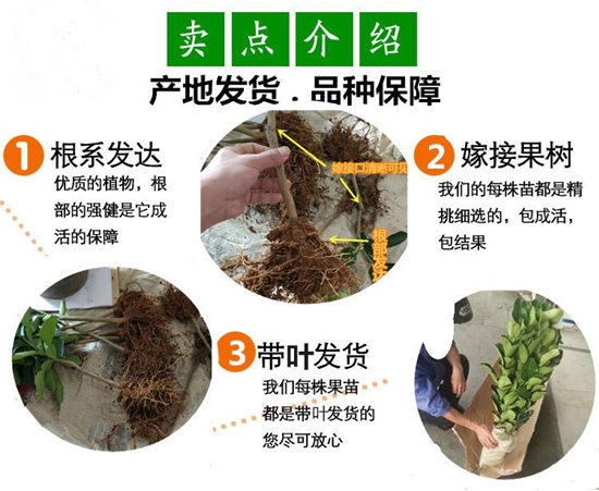 準備發(fā)往重慶的大三紅蜜柚苗丨去重慶哪買三紅柚子苗丨銷售紅皮紅肉蜜柚苗