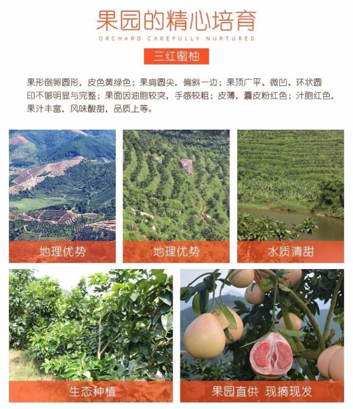 貴州三紅柚子苗種植基地，貴州紅心蜜柚苗多少錢一株丨正宗三紅蜜柚苗