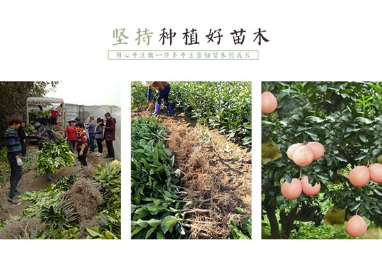 湖南三紅蜜柚果苗種植技術(shù)的相關(guān)信息丨湖南哪里有三紅柚子苗購買