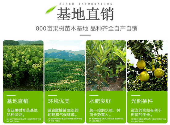 紅肉蜜柚苗賣多少錢一株，福建紅心蜜柚苗價格