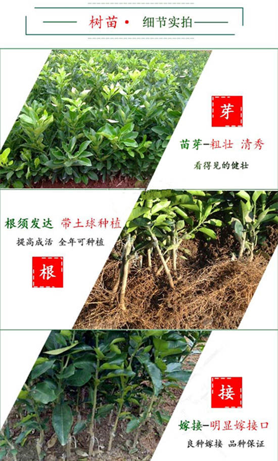 紅心柚苗去哪里買才正宗丨優(yōu)質(zhì)紅肉蜜柚苗，找平和縣正達蜜柚苗場