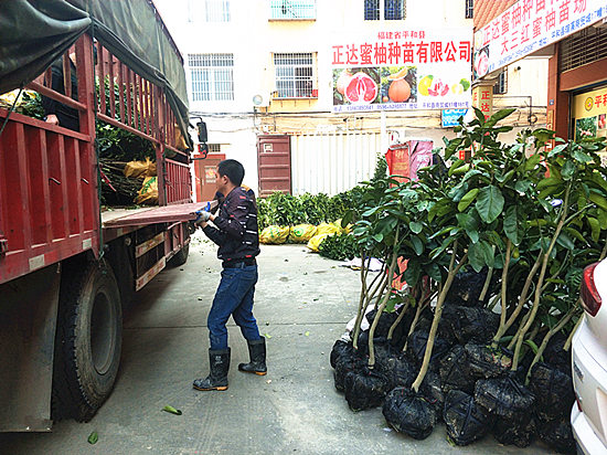 貴州客戶來取三紅蜜柚苗（帶土球三紅蜜柚果樹苗）丨哪一家的三紅柚子苗比較純正