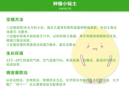 隔年就掛果的紅心蜜柚苗限時(shí)促銷(xiāo)丨早熟紅皮紅肉蜜柚苗出售