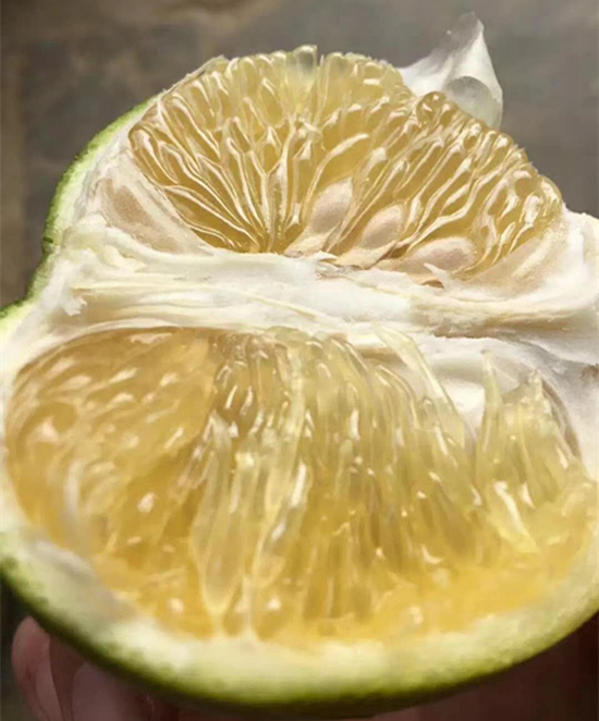 汁飽肉嫩的葡萄柚，甜葡萄柚苗