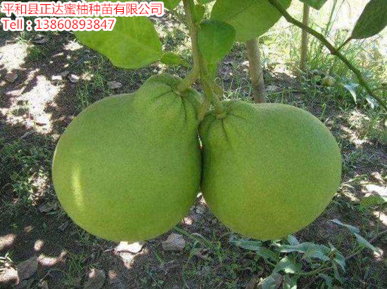 泰國紅寶石青柚苗多少錢一棵_紅寶石青柚苗報(bào)價(jià)