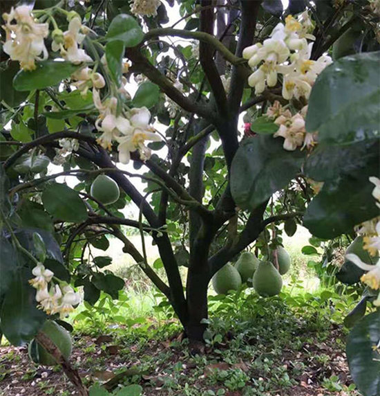 福建泰國紅寶石青柚苗價(jià)格