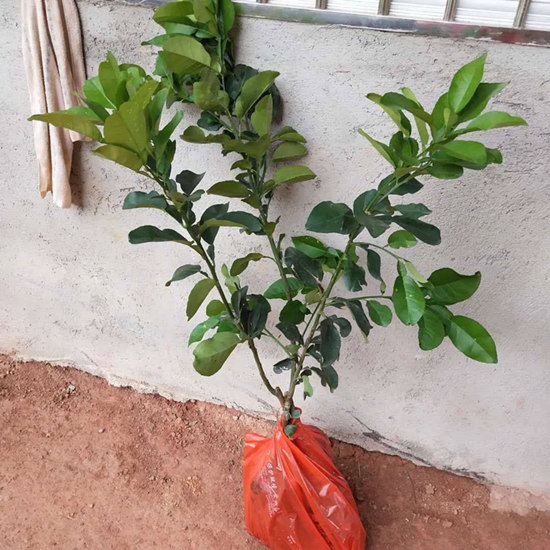 泰國(guó)紅寶石青柚苗種植要求