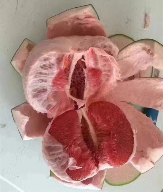 泰國紅寶石青柚苗產(chǎn)量如何