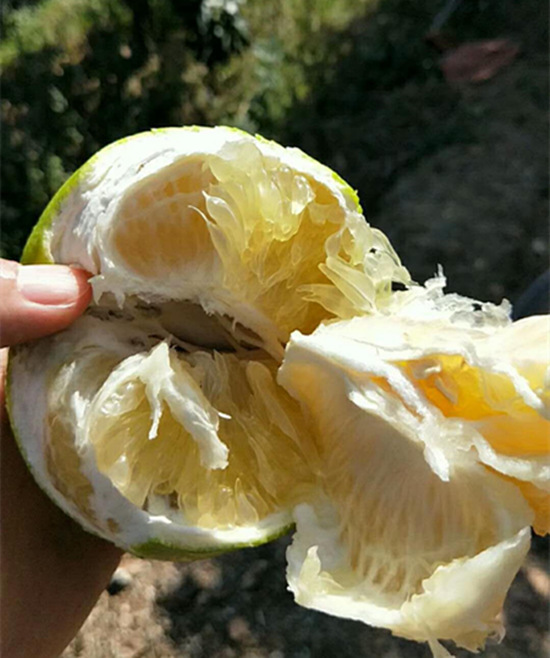 超甜臺灣葡萄柚苗上哪買