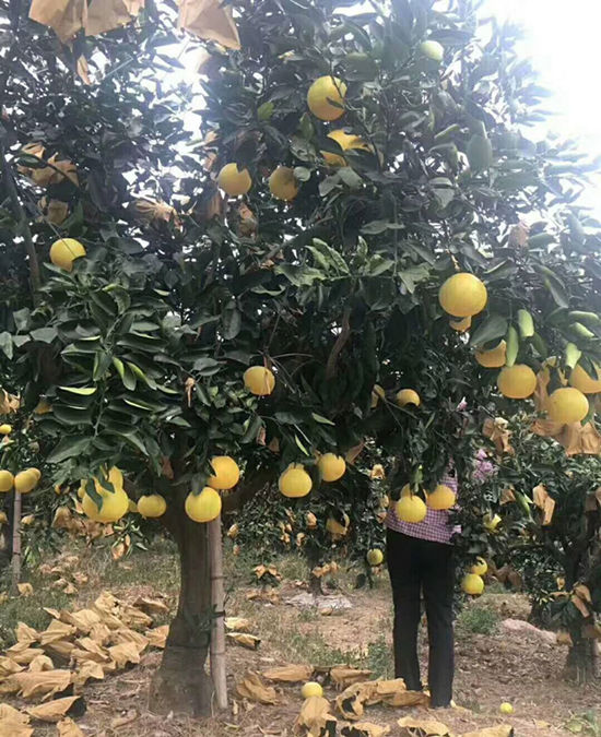 正宗臺灣甜葡萄柚苗種植時(shí)間