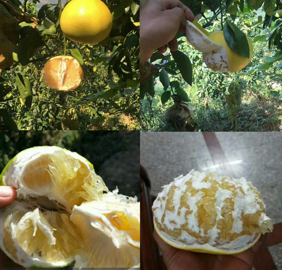 臺灣甜葡萄柚苗一株多少錢|新版黃皮葡萄柚苗價格