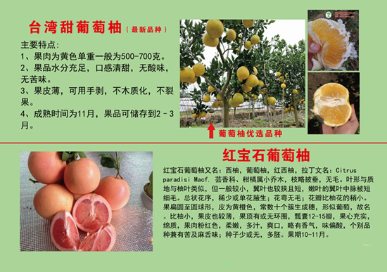 臺灣甜葡萄柚苗