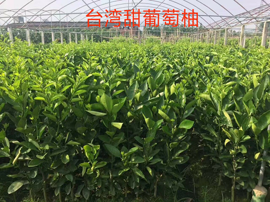 福建臺灣甜葡萄柚苗購買歡迎咨詢