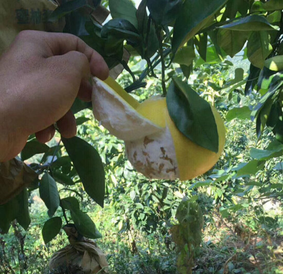 很贊的一家臺灣甜葡萄柚苗基地，葡萄柚苗在四川也可以發(fā)貨喔