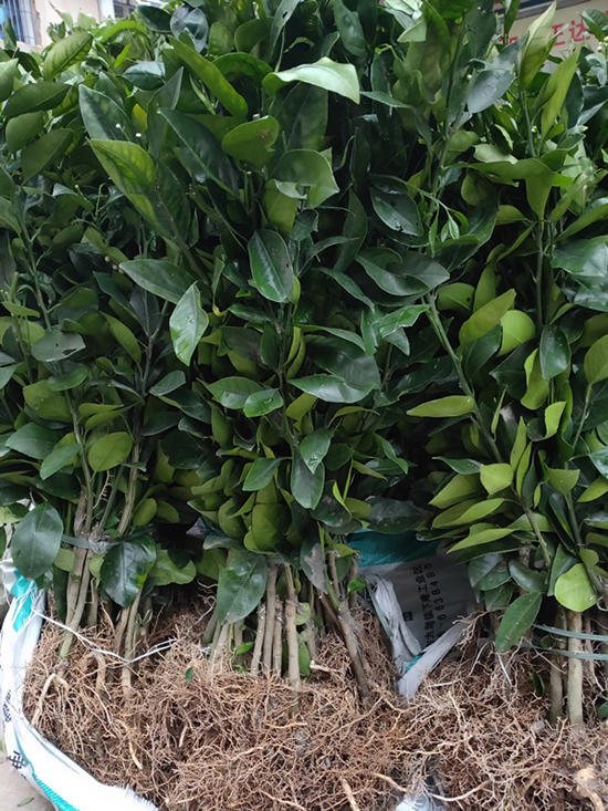 福建臺灣甜葡萄柚苗新品賣瘋啦，葡萄柚苗多少錢一棵