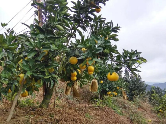推薦具有口碑的臺灣甜葡萄柚苗，福建正宗甜葡萄柚苗批發(fā)價格