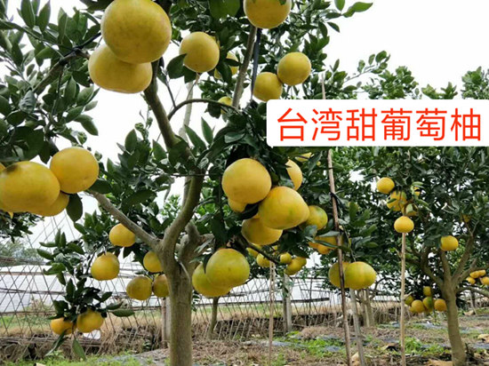臺灣甜葡萄柚苗好種嗎？銅仁哪有臺灣甜葡萄柚苗可買？