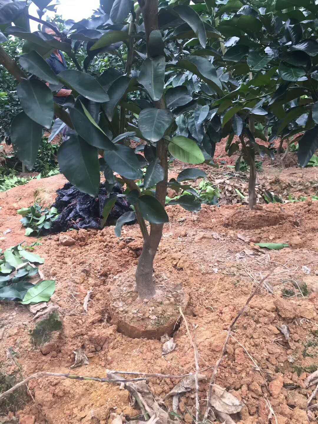 三紅蜜柚帶土球大樹